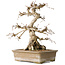 Carpinus coreana, 34 cm, ± 35 jaar oud