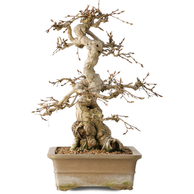 Carpinus coreana, 34 cm, ± 35 Jahre alt