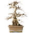 Carpinus coreana, 34 cm, ± 35 jaar oud