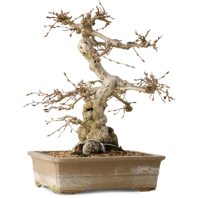 Carpinus coreana, 34 cm, ± 35 jaar oud