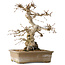 Carpinus coreana, 34 cm, ± 35 jaar oud