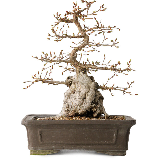 Carpinus coreana, 34 cm, ± 35 jaar oud