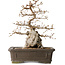 Carpinus coreana, 34 cm, ± 35 jaar oud