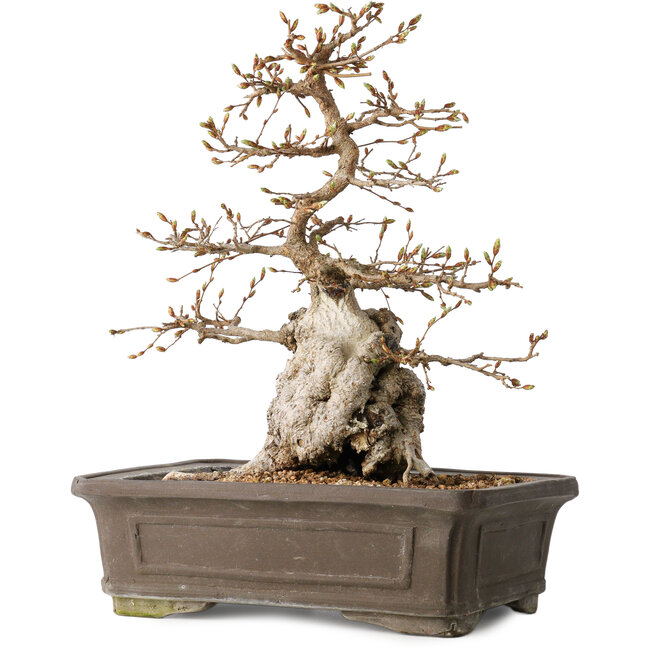 Carpinus coreana, 34 cm, ± 35 ans