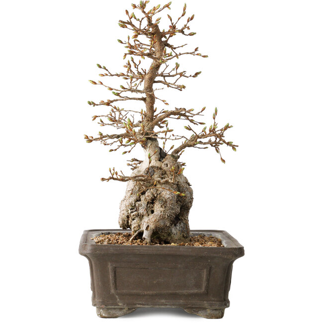 Carpinus coreana, 34 cm, ± 35 anni