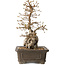 Carpinus coreana, 34 cm, ± 35 jaar oud