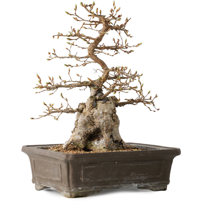 Carpinus coreana, 34 cm, ± 35 Jahre alt