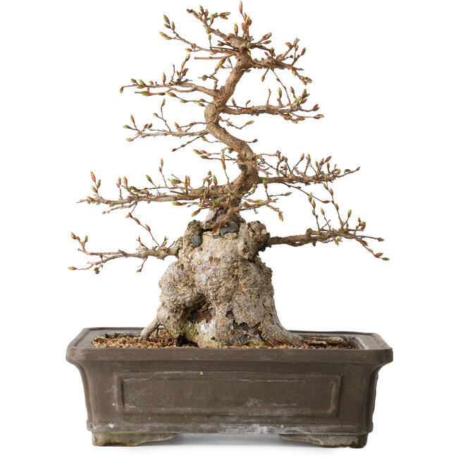 Carpinus coreana, 34 cm, ± 35 Jahre alt