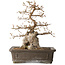 Carpinus coreana, 34 cm, ± 35 jaar oud