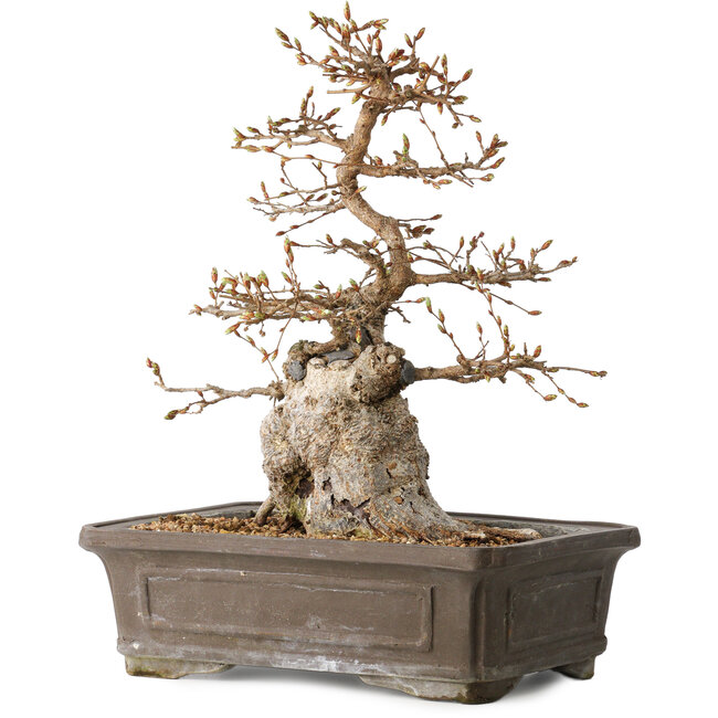 Carpinus coreana, 34 cm, ± 35 ans