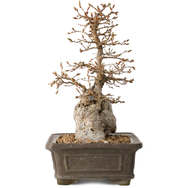 Carpinus coreana, 34 cm, ± 35 años