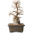 Carpinus coreana, 34 cm, ± 35 jaar oud