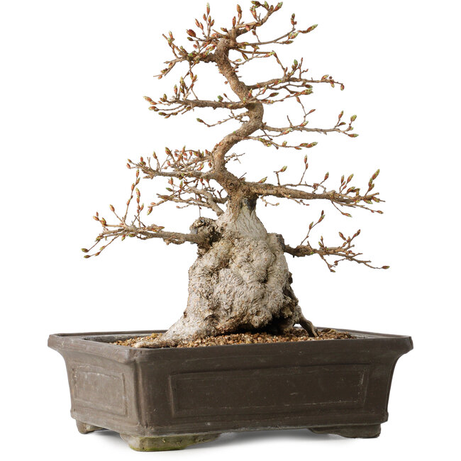 Carpinus coreana, 34 cm, ± 35 years old