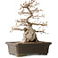 Carpinus coreana, 34 cm, ± 35 jaar oud