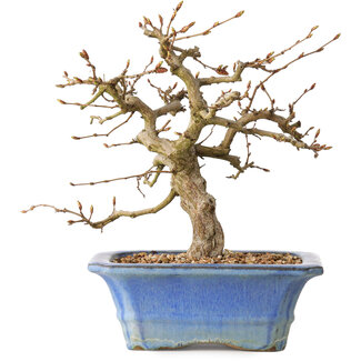 Carpinus coreana, 34 cm, ± 35 jaar oud