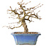 Carpinus coreana, 34 cm, ± 35 jaar oud