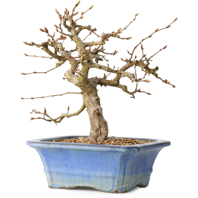 Carpinus coreana, 34 cm, ± 35 years old