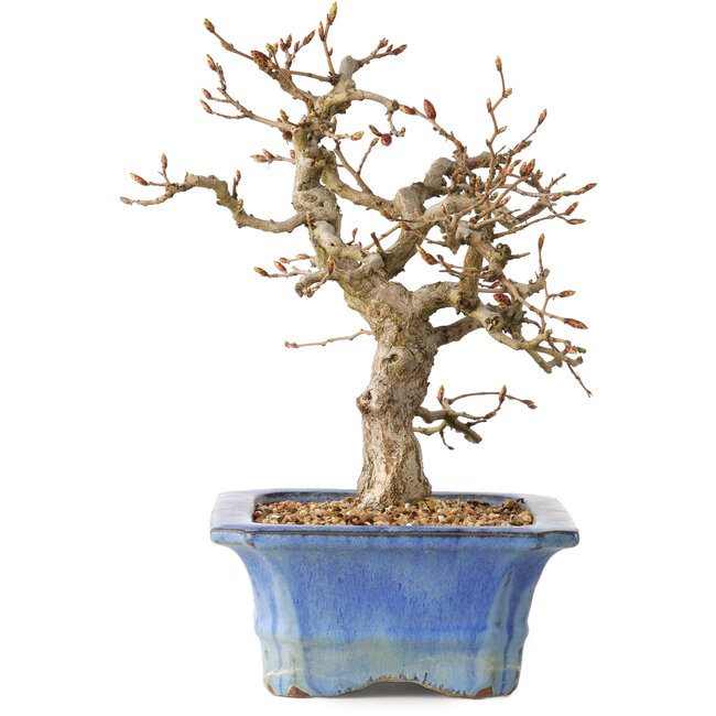 Carpinus coreana, 34 cm, ± 35 years old