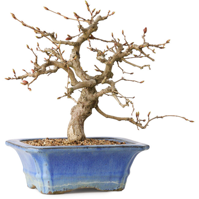 Carpinus coreana, 34 cm, ± 35 jaar oud