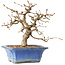 Carpinus coreana, 34 cm, ± 35 jaar oud