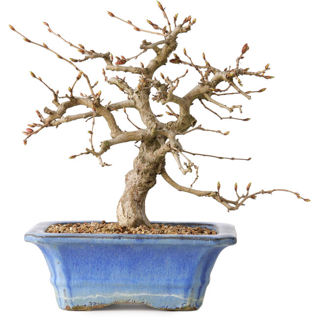 Carpinus coreana, 34 cm, ± 35 anni