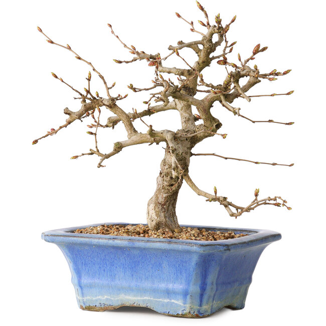 Carpinus coreana, 34 cm, ± 35 Jahre alt