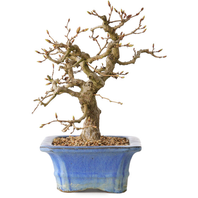 Carpinus coreana, 34 cm, ± 35 jaar oud