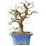 Carpinus coreana, 34 cm, ± 35 anni