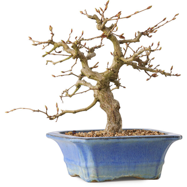 Carpinus coreana, 34 cm, ± 35 jaar oud