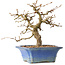 Carpinus coreana, 34 cm, ± 35 jaar oud