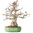 Carpinus coreana, 33 cm, ± 35 jaar oud