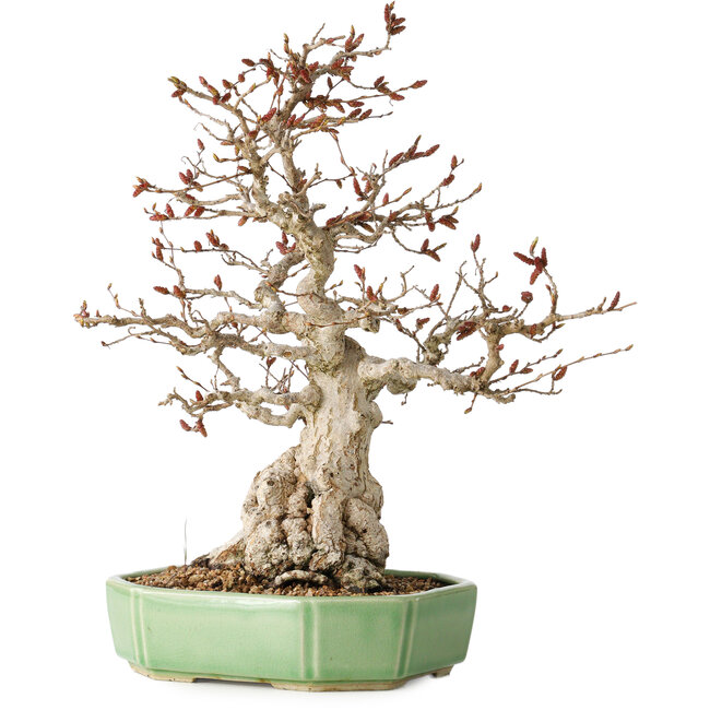 Carpinus coreana, 33 cm, ± 35 years old