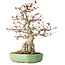 Carpinus coreana, 33 cm, ± 35 jaar oud