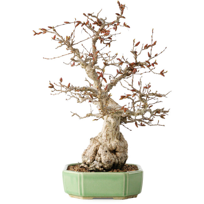 Carpinus coreana, 33 cm, ± 35 anni