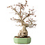 Carpinus coreana, 33 cm, ± 35 jaar oud