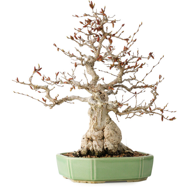 Carpinus coreana, 33 cm, ± 35 jaar oud