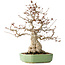 Carpinus coreana, 33 cm, ± 35 jaar oud