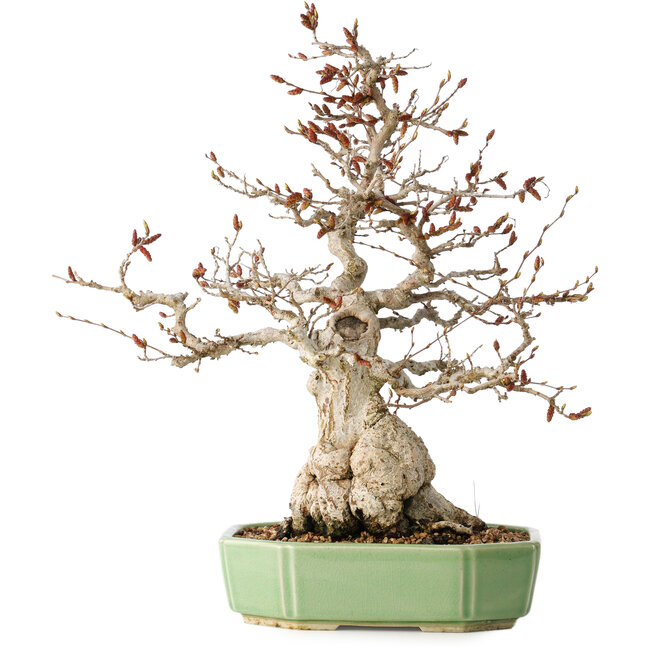 Carpinus coreana, 33 cm, ± 35 ans
