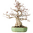 Carpinus coreana, 33 cm, ± 35 jaar oud