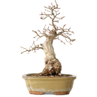 Carpinus coreana, 29 cm, ± 35 jaar oud