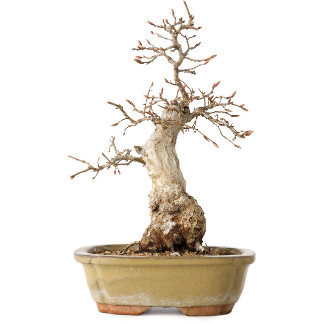 Carpinus coreana, 29 cm, ± 35 jaar oud