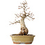 Carpinus coreana, 29 cm, ± 35 jaar oud