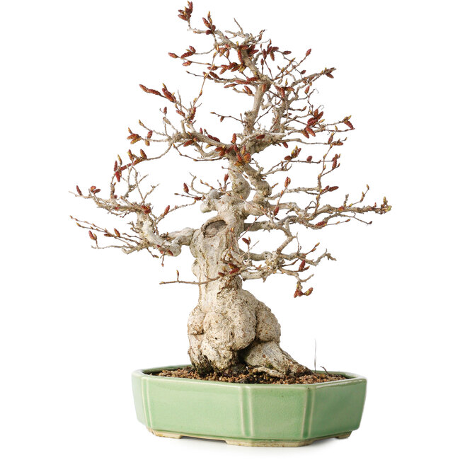 Carpinus coreana, 33 cm, ± 35 Jahre alt