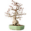 Carpinus coreana, 33 cm, ± 35 jaar oud
