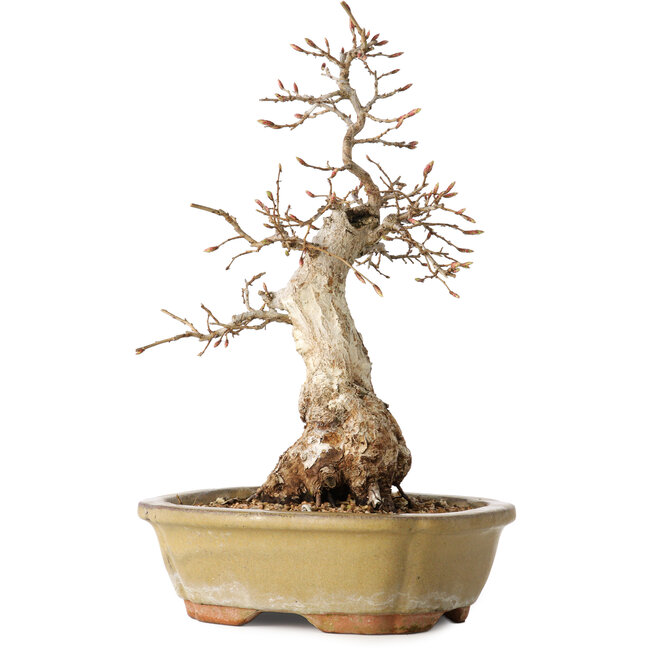 Carpinus coreana, 29 cm, ± 35 ans