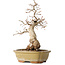 Carpinus coreana, 29 cm, ± 35 jaar oud