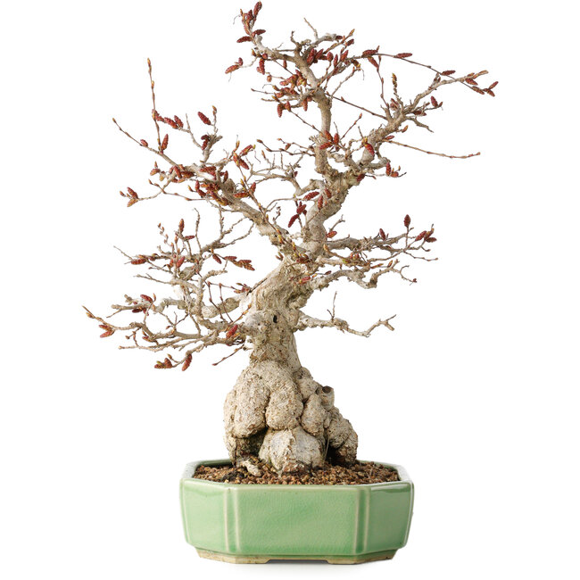 Carpinus coreana, 33 cm, ± 35 ans