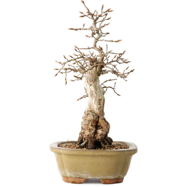 Carpinus coreana, 29 cm, ± 35 years old