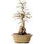 Carpinus coreana, 29 cm, ± 35 jaar oud