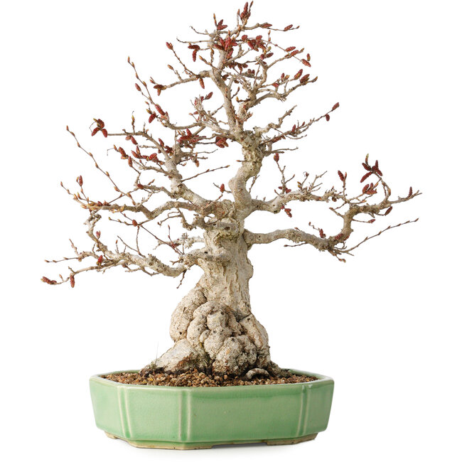 Carpinus coreana, 33 cm, ± 35 años